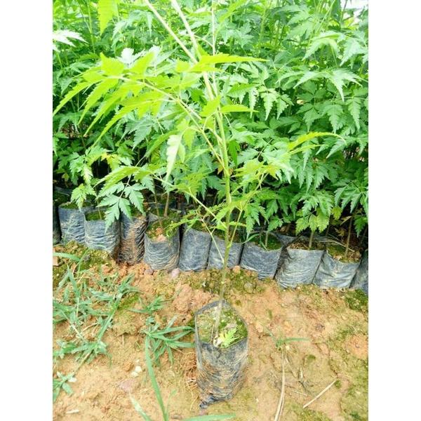 500 gram hạt xoan ta giống