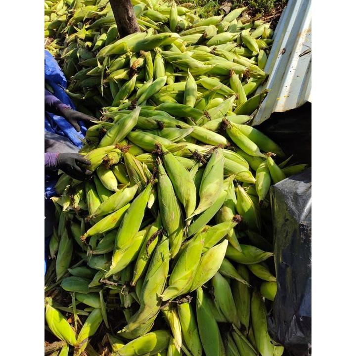 Hạt giống bắp siêu ngọt vàng ( bắpmỹ ) - 1 gói 50gram