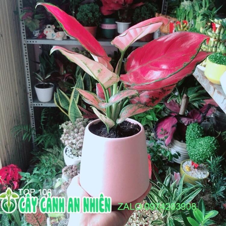 Chậu Cây Vạn Lộc Hồng