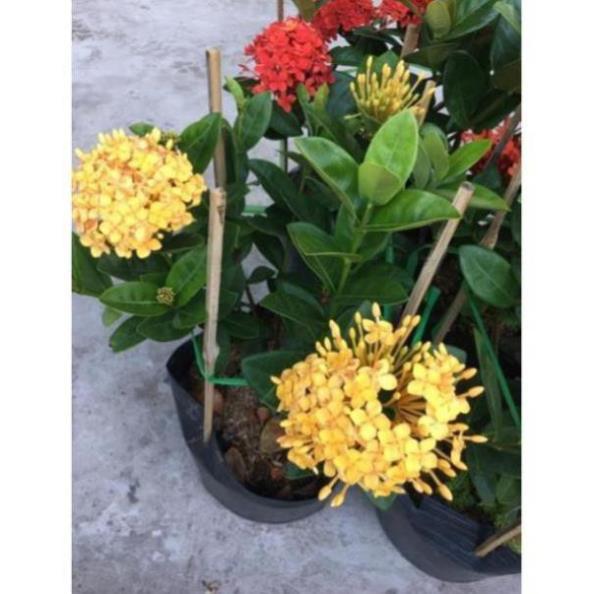 Hoa mẫu đơn vàng lá trung siêu bông , cây đẹp, giống chuẩn