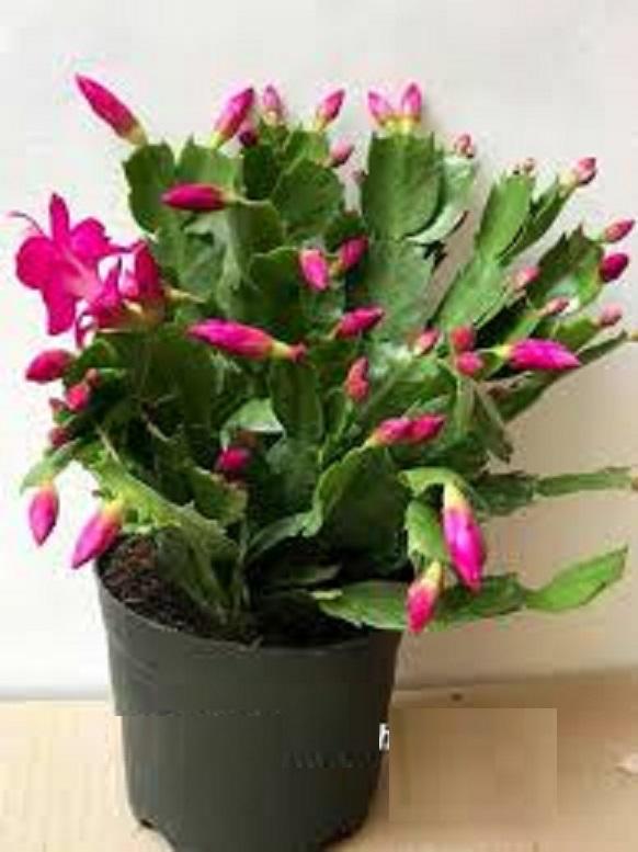 Lan càng cua hồng cánh sen , chậu lan càng cua  màu trắng, chậu lớn, chậu y hình hoa đẹp