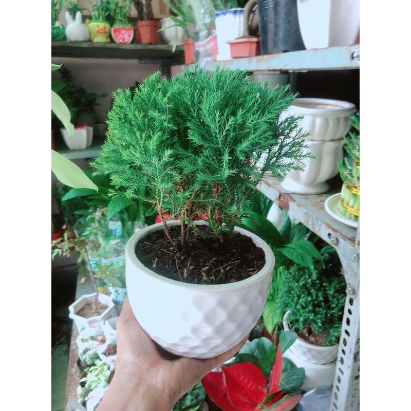 Chậu Cây Tùng Bồng Lai