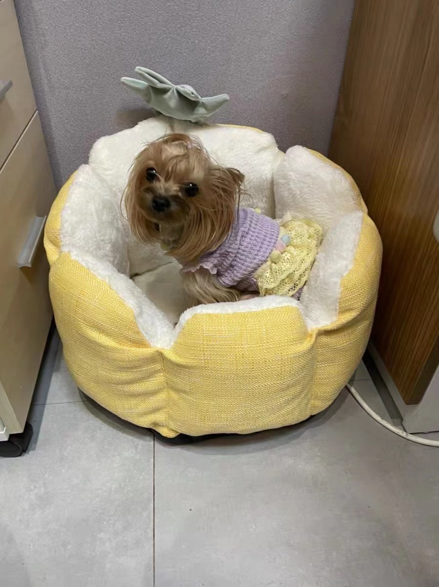 Nệm Ngủ Bốn Mùa PETKIT Hình Trái Thơm Cho Thú Cưn