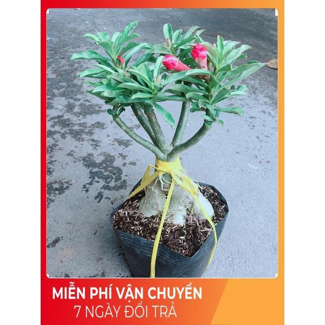 Cây Hoa Sứ Thái Kép