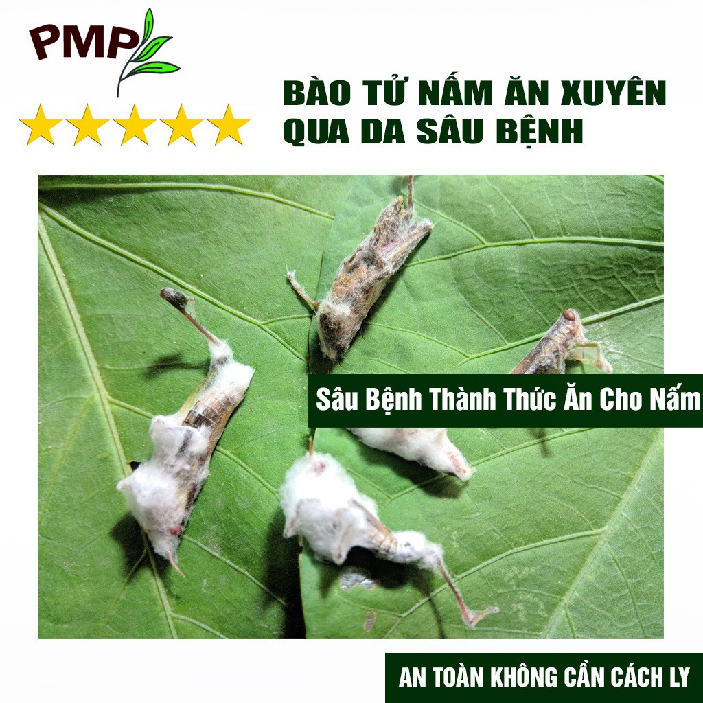 Chế phẩm vi sinh Biomic PMP diệt sâu xanh, sâu tơ, trĩ, nhện đỏ, rệp, sùng đất, tuyến trùng cho rau sạch, hoa, cây cảnh