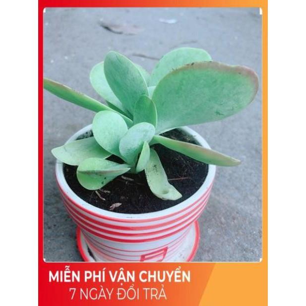 Sen Đá Cánh Bướm