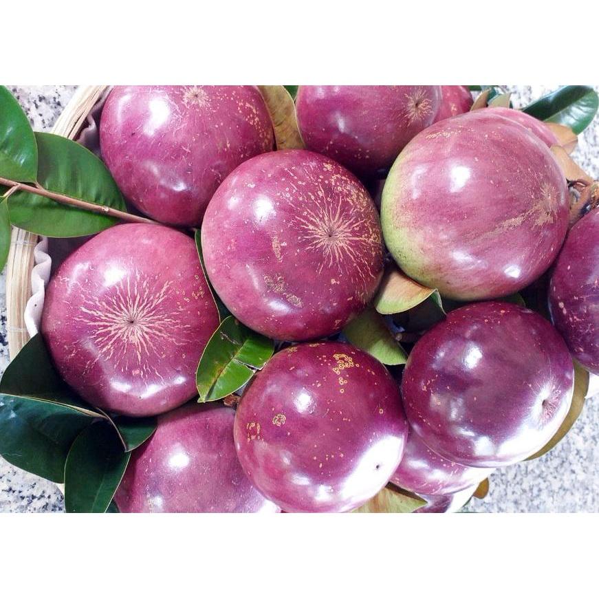 CÂY GIỐNG VÚ SỮA TÍM SIÊU NGỌT