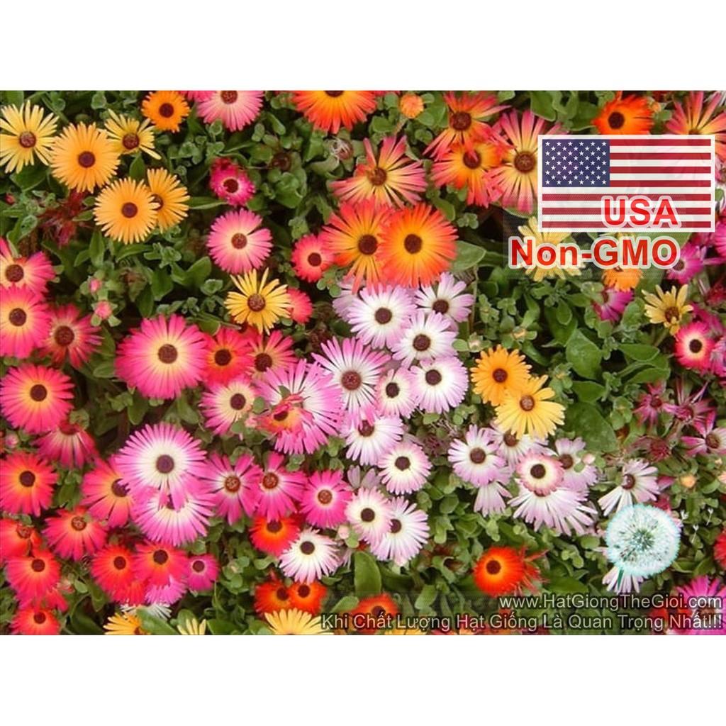200h Hạt Giống Hoa Mười Giờ Châu Phi Mix Màu