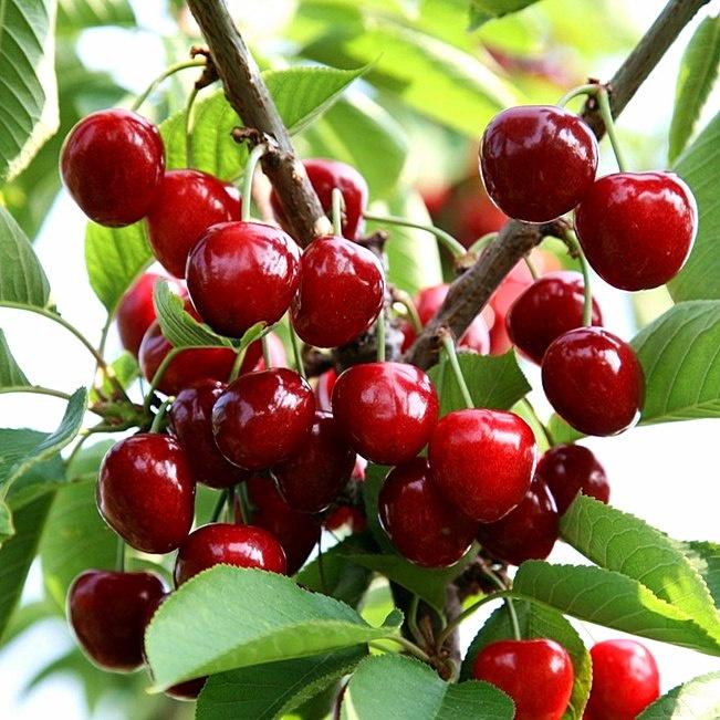 Hạt Giống Cherry F1 CT296 - Gói 10 hạt