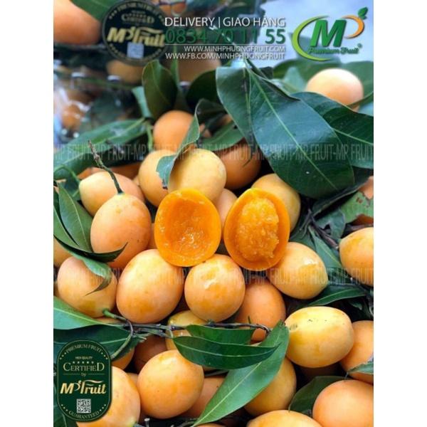 CÂY THANH TRÀ TRIẾT CHO QUẢ SAU 6 THÁNG