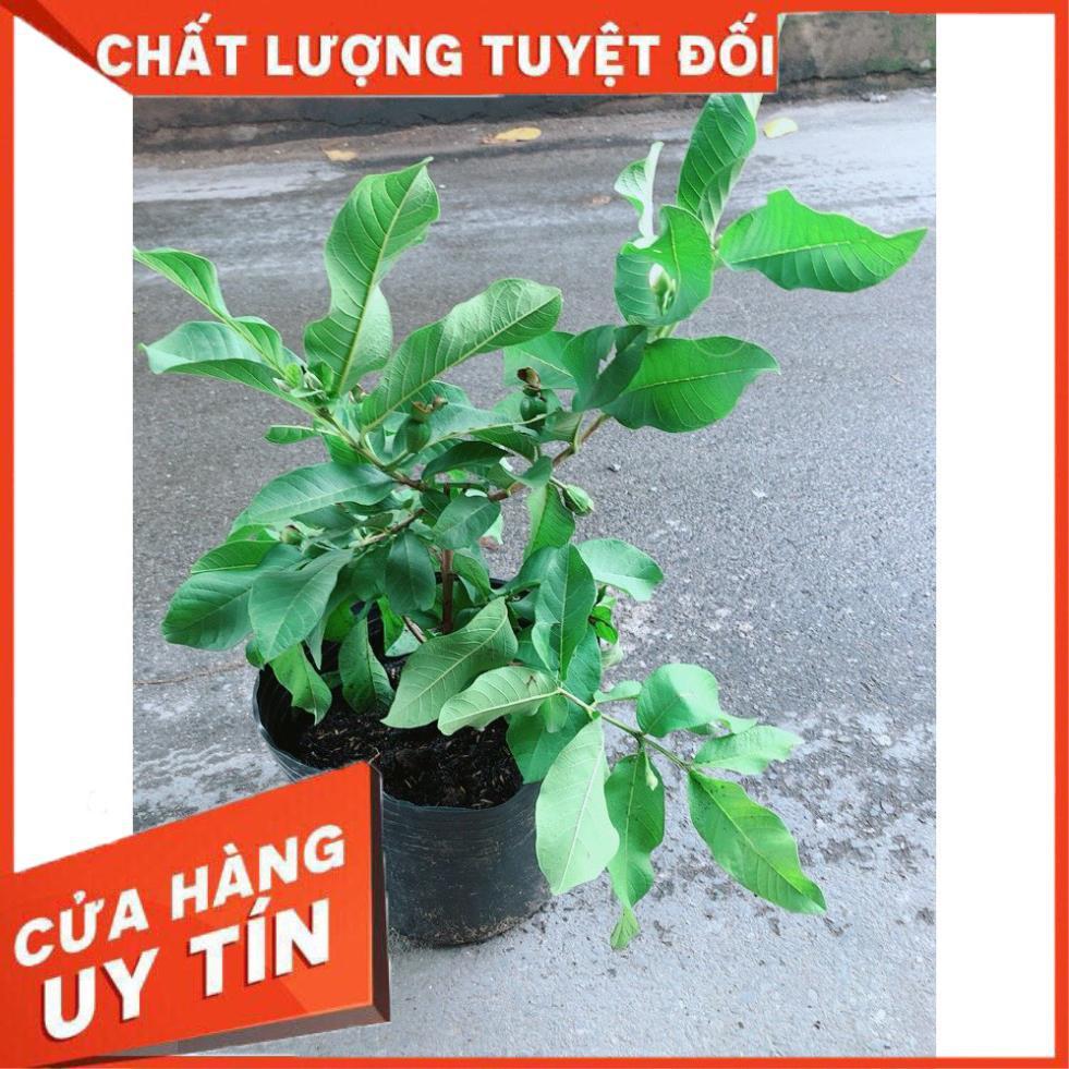 Cây Ổi Đang Có Quả Cây Khỏe