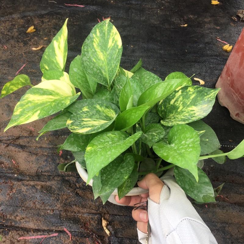 Vạn Liên Thanh cây cực xum như hình