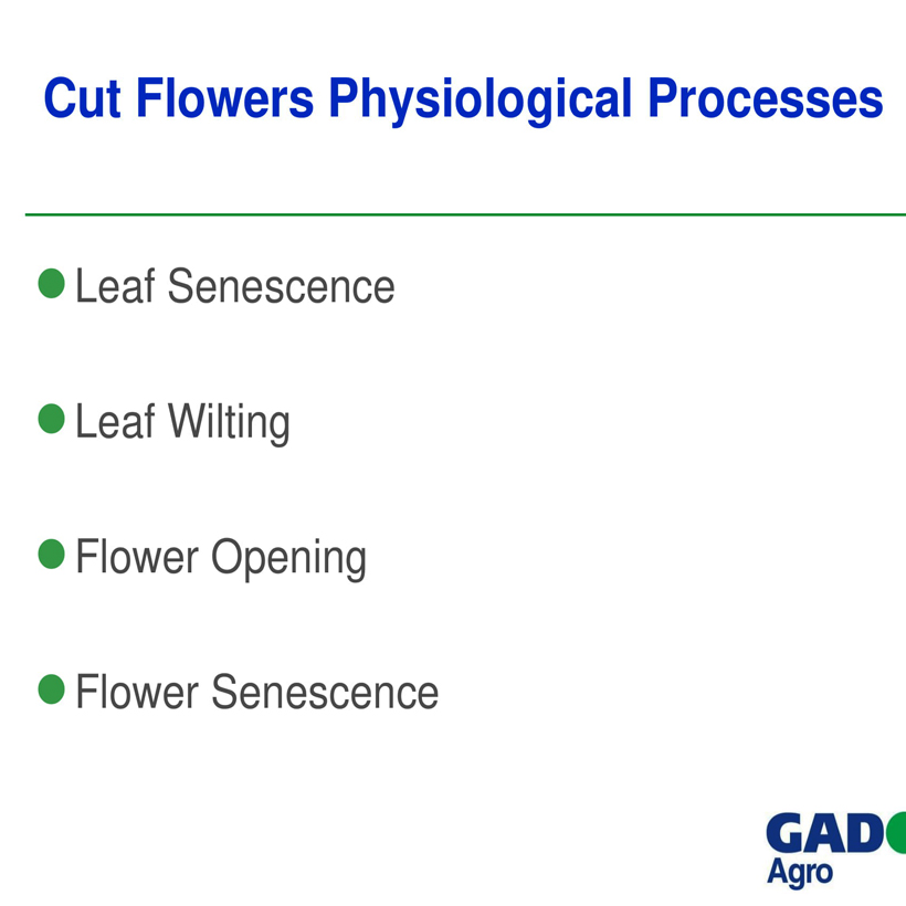 Nước cắm hoa lâu tàn dạng bột nhập khẩu Israel Food For CUT Flowers mỗi gói tạo ra 0.5L dung dịch xử lý hoa cắm bình