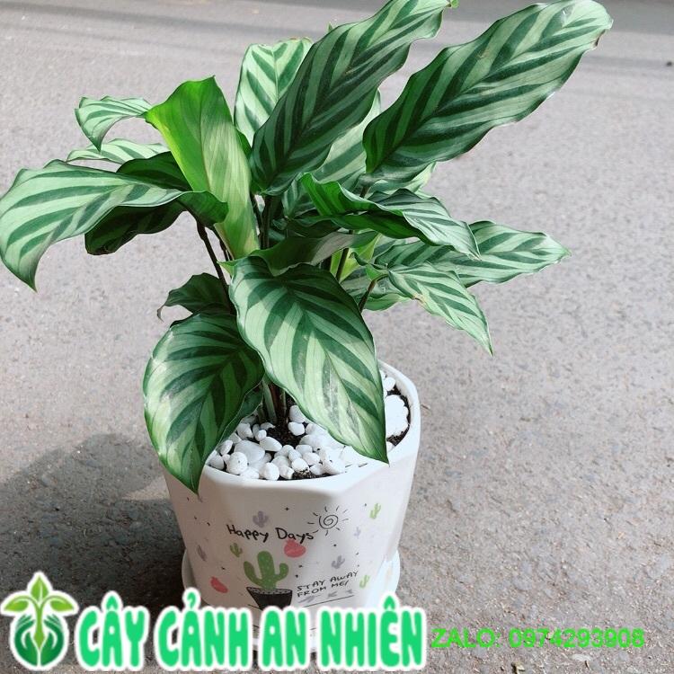 Chậu Cây Đuôi công Xanh