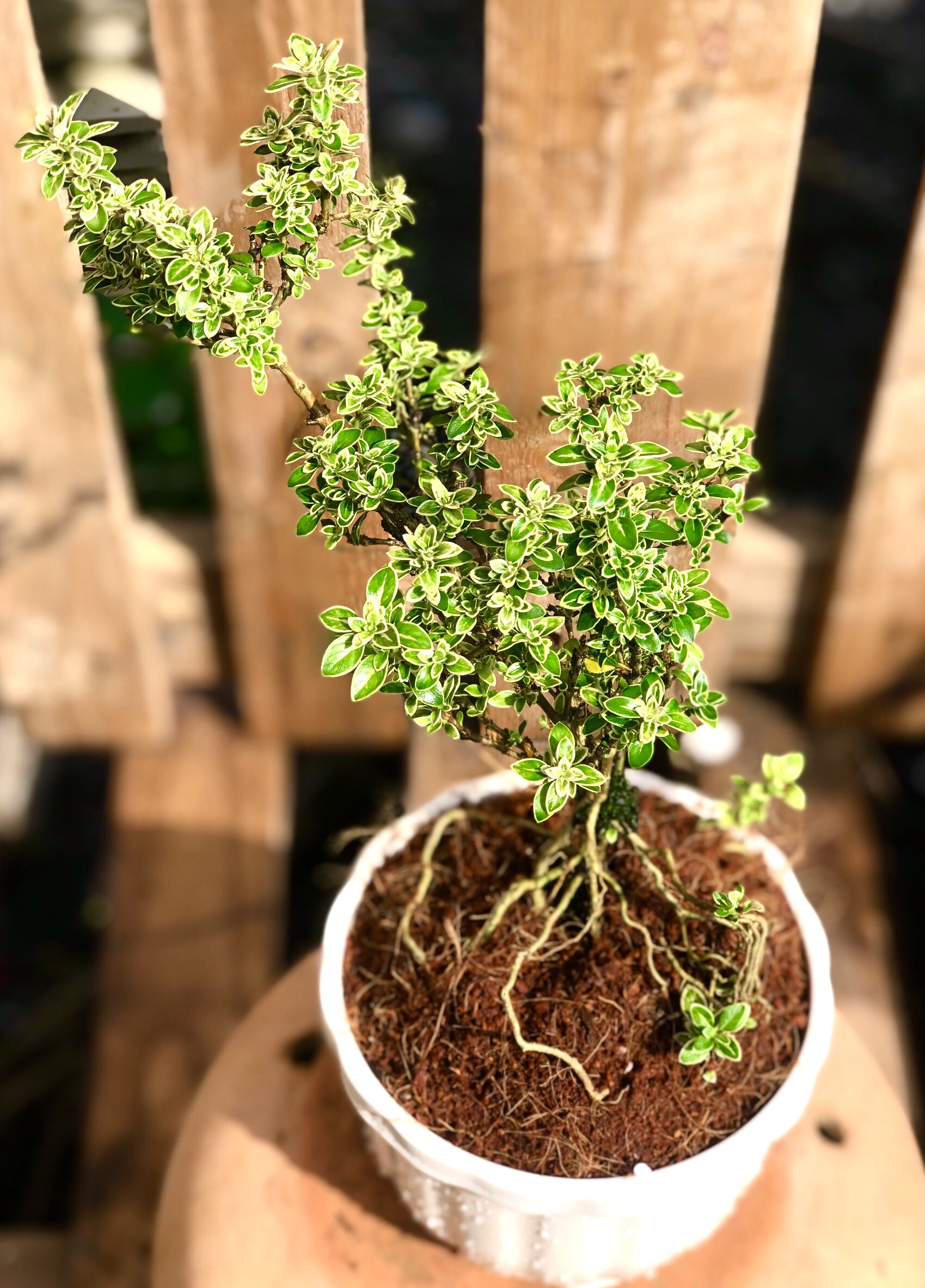 Chậu cây Bạch Tuyết Mai