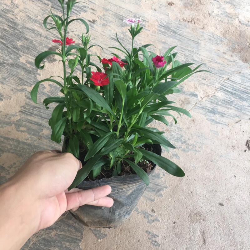 Cây hoa cẩm chướng mix màu trồng trong bịch đen đã có hoa và nụ