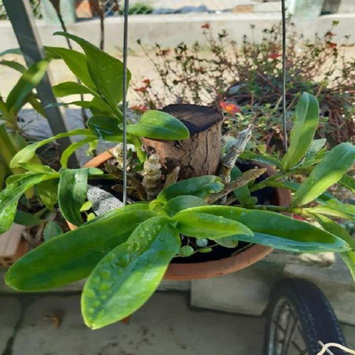 Sản Phẩm Hoa lan trầm tím thái lan