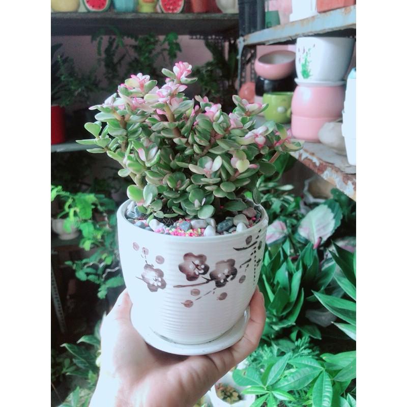 Chậu Cây Cành Vàng Lá Ngọc