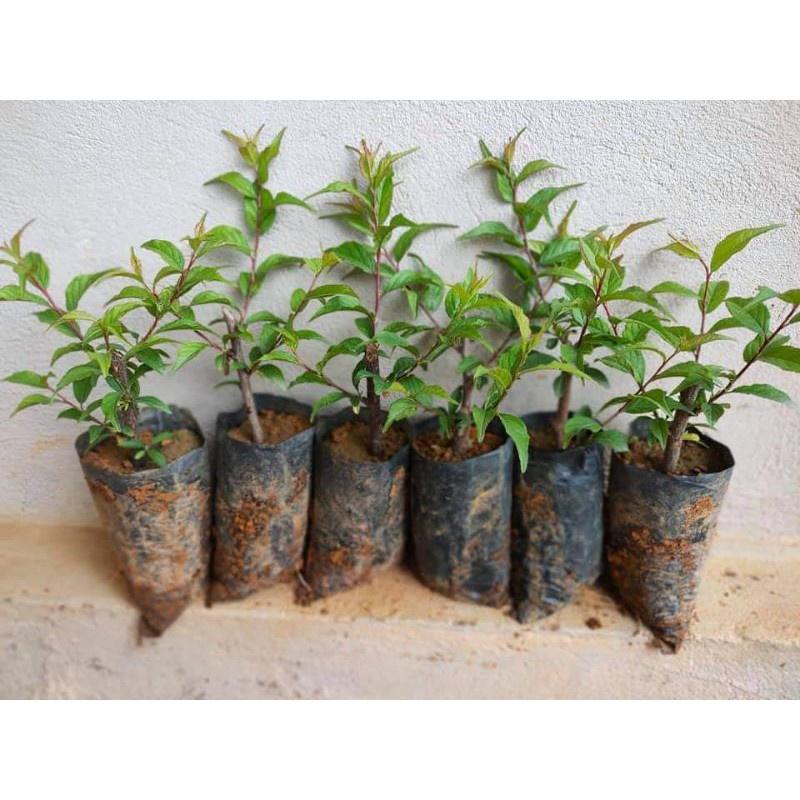 Nhất chi mai cho hoa tết -cây giống
