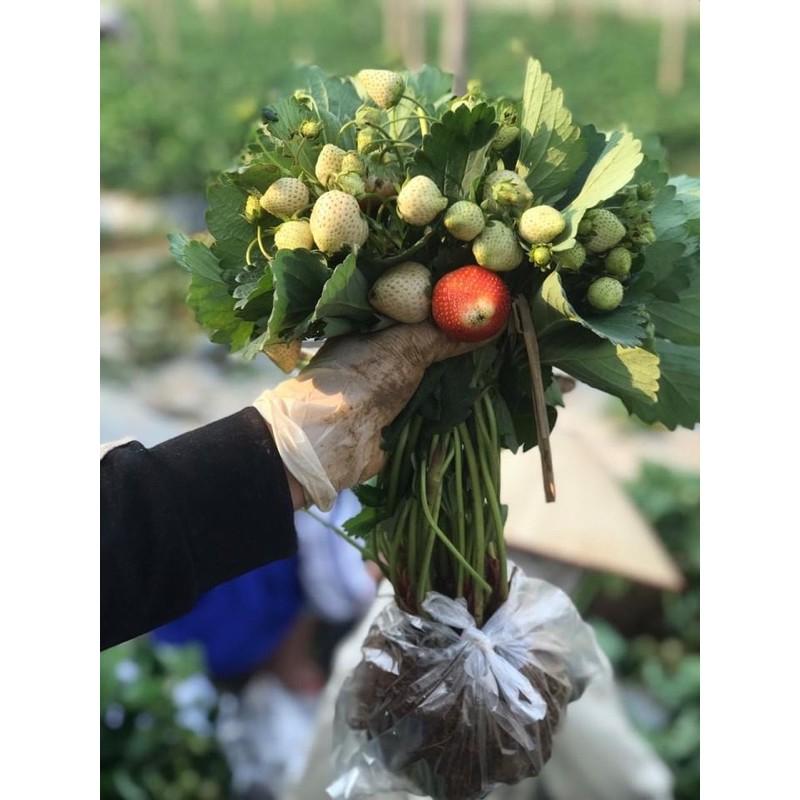 DÂU TÂY HANA NHẬT