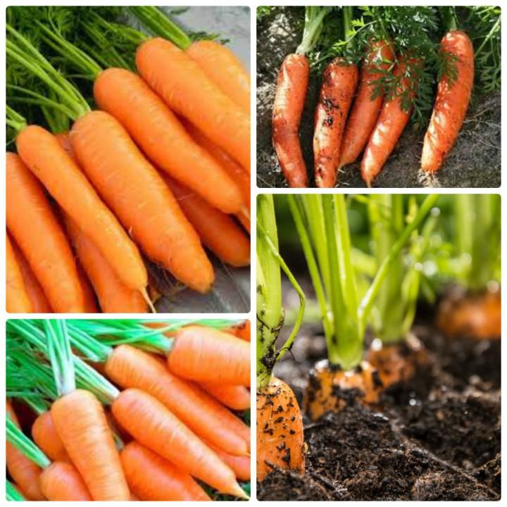 Gói 10 gr giống cà rốt