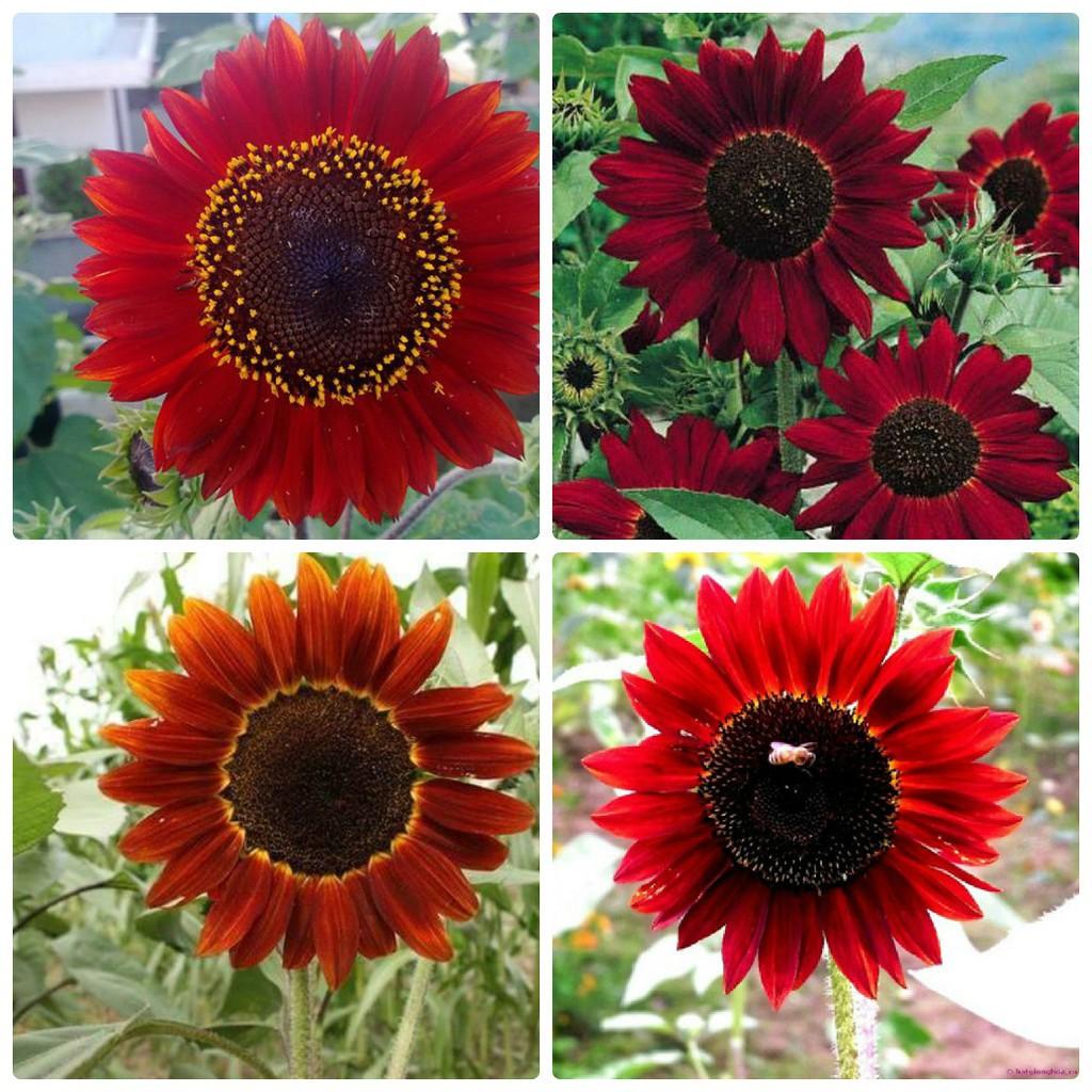 Hạt giống hoa hướng dương đỏ cao F1 - 30 hạt