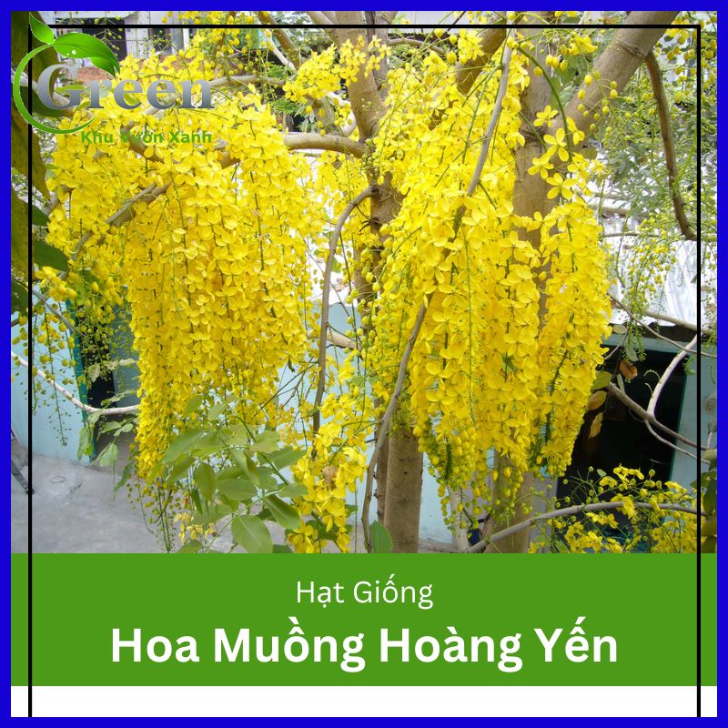 Hạt Giống Hoa Muồng Hoàng Yến Chất Lượng F1