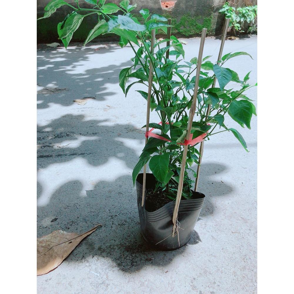 Ớt Kiểng Biquinho Độc Lạ Ăn Được