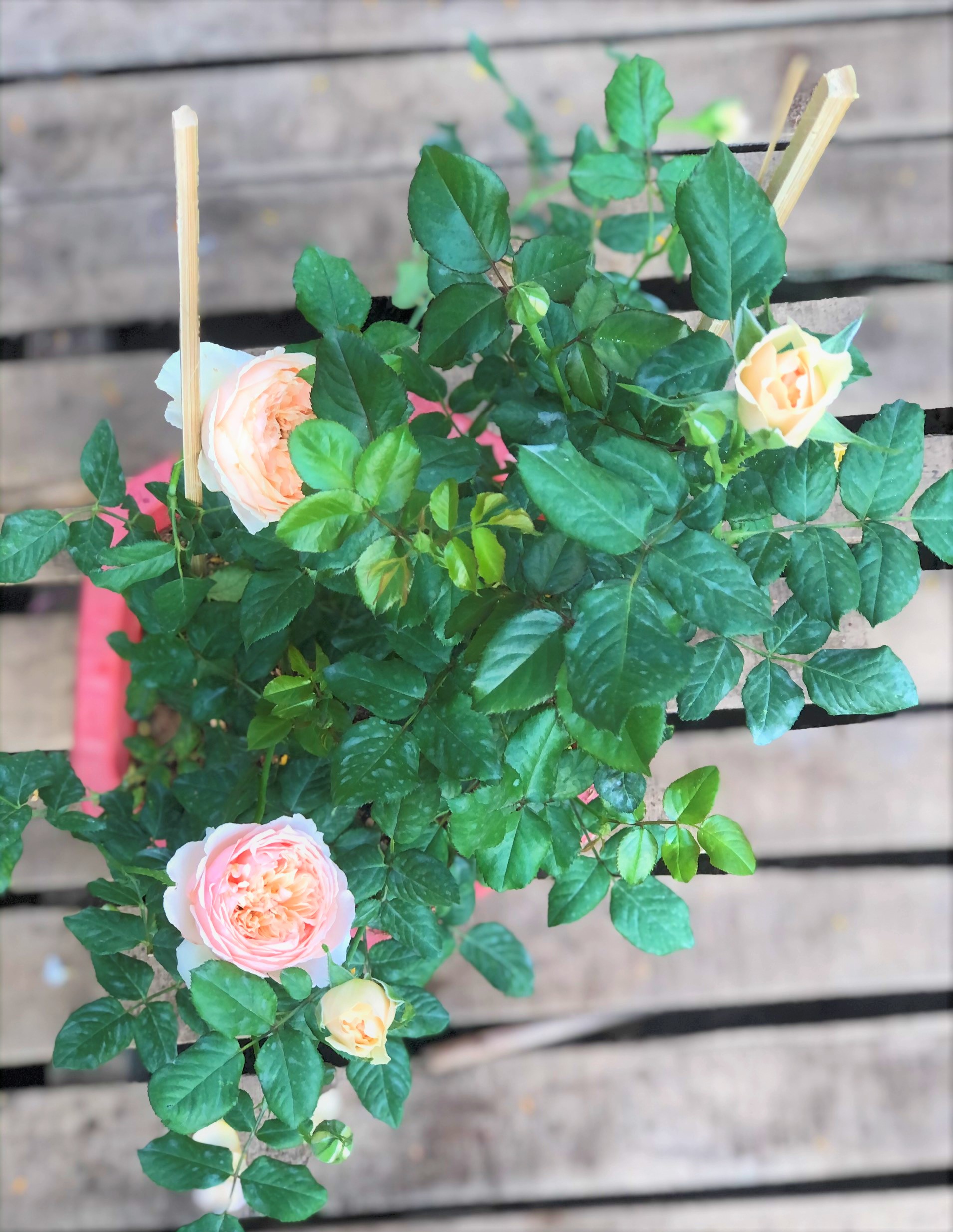 Chậu cây hoa hồng triệu đô HN7 trồng nơi có nhiều nắng