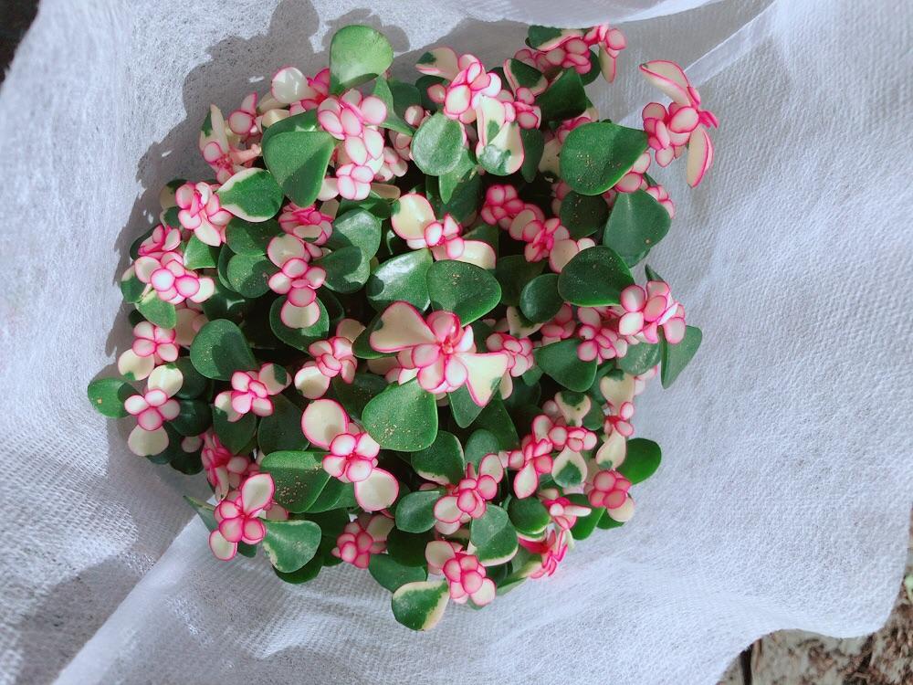 Cây Đô La Giống Mới