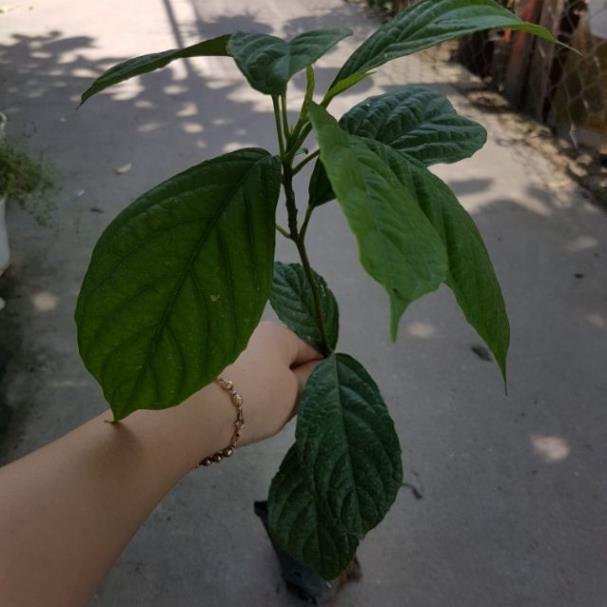 Cây dâu da đất cao 80cm ăn ngon dễ trồng