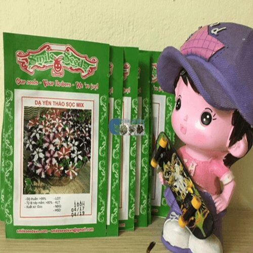 Hạt giống hoa Dạ yến thảo sọc mix màu gói 100 hạt