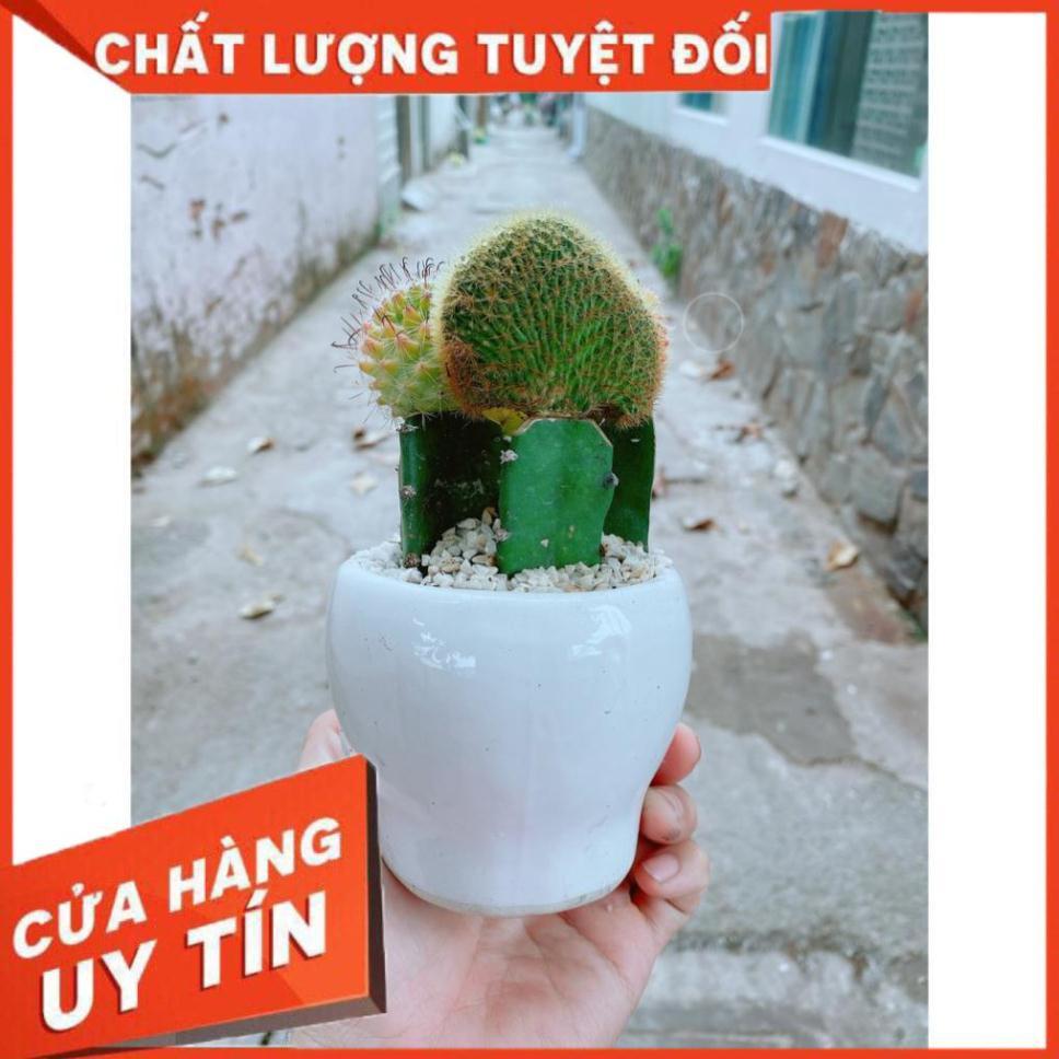 Chậu xương rồng tiểu cảnh