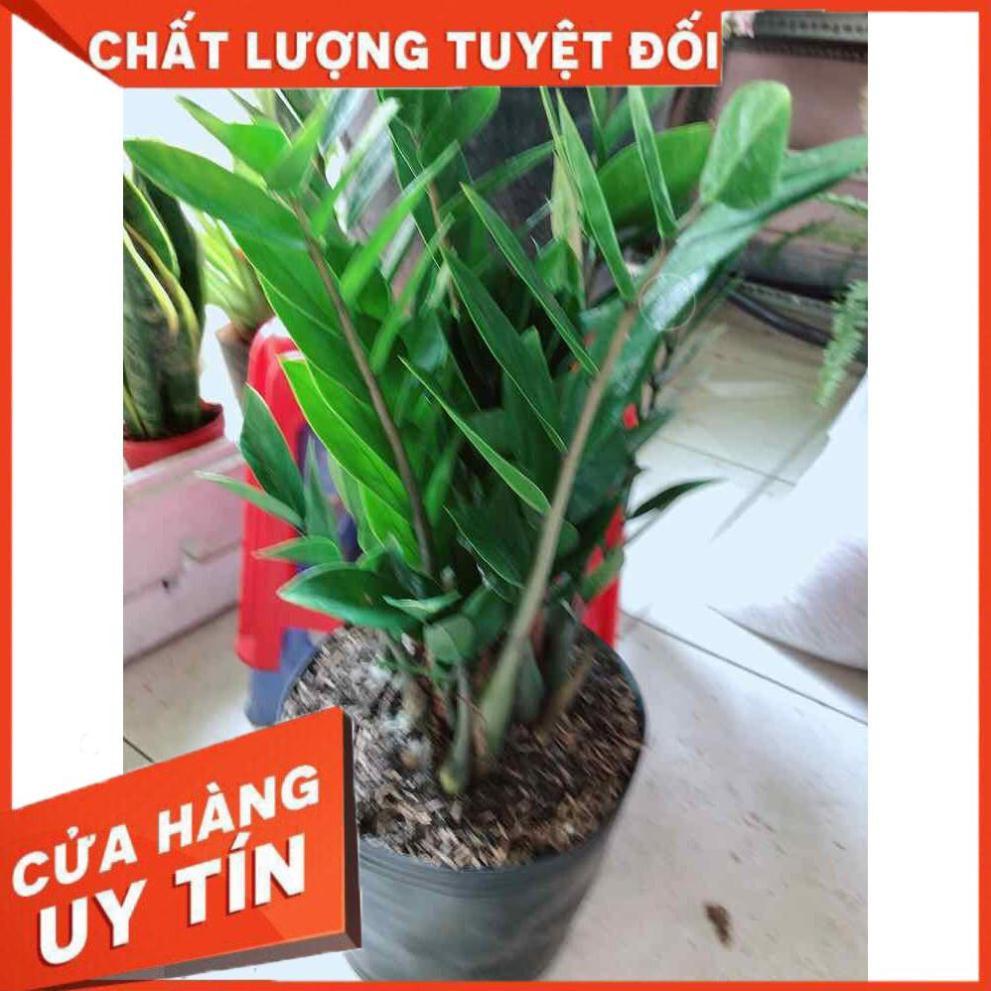 Kim tiền size lớn Nhiều Người Mua