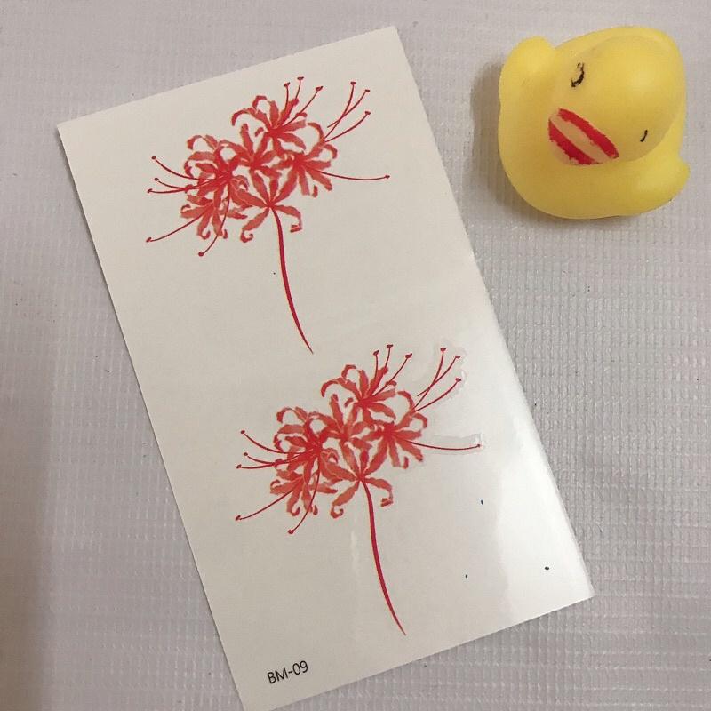 Combo 6 tấm hoa bỉ ngạn xinh 10x6cm