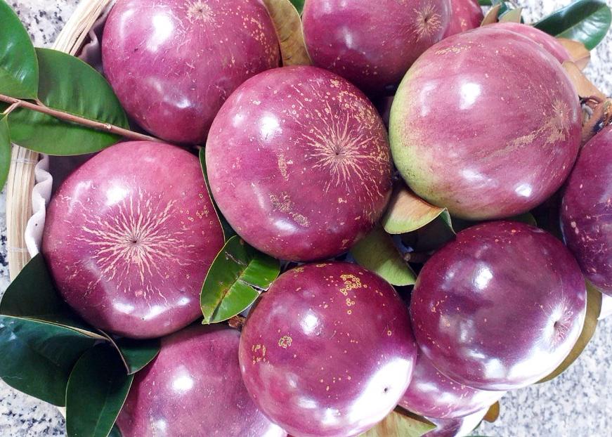 Cây giống Vú Sữa lò rèn giống