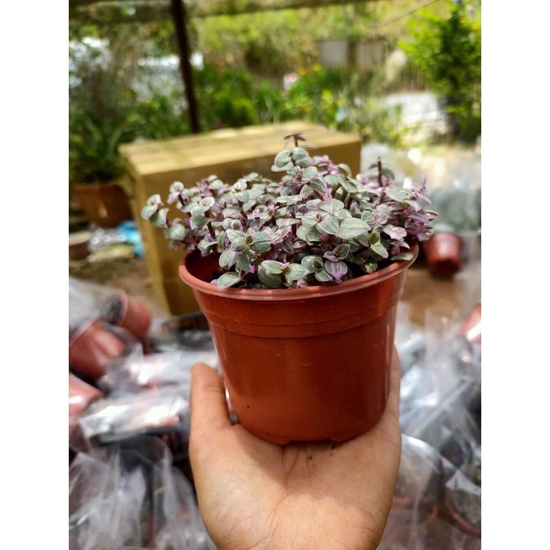 Cây Thài Lài Thái