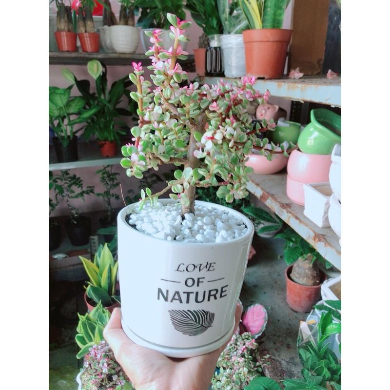 Chậu Cây Cành Vàng Lá Ngọc