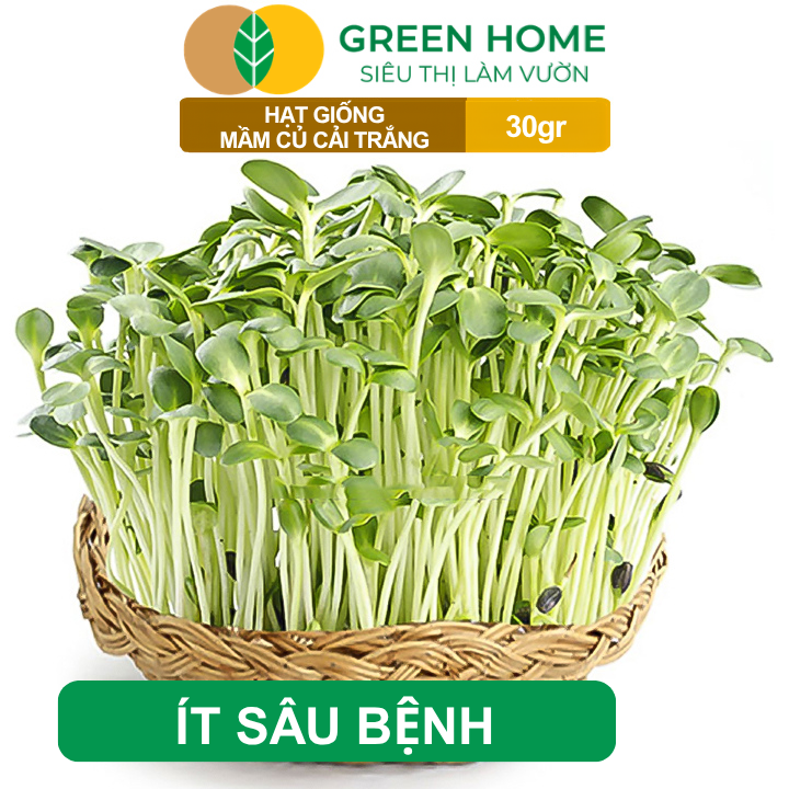 Hạt Giống Mầm Củ Cải Trắng GreenHome,Gói 30g, Dễ Trồng, Nảy Mầm Cao, Năng Suất Cao R10