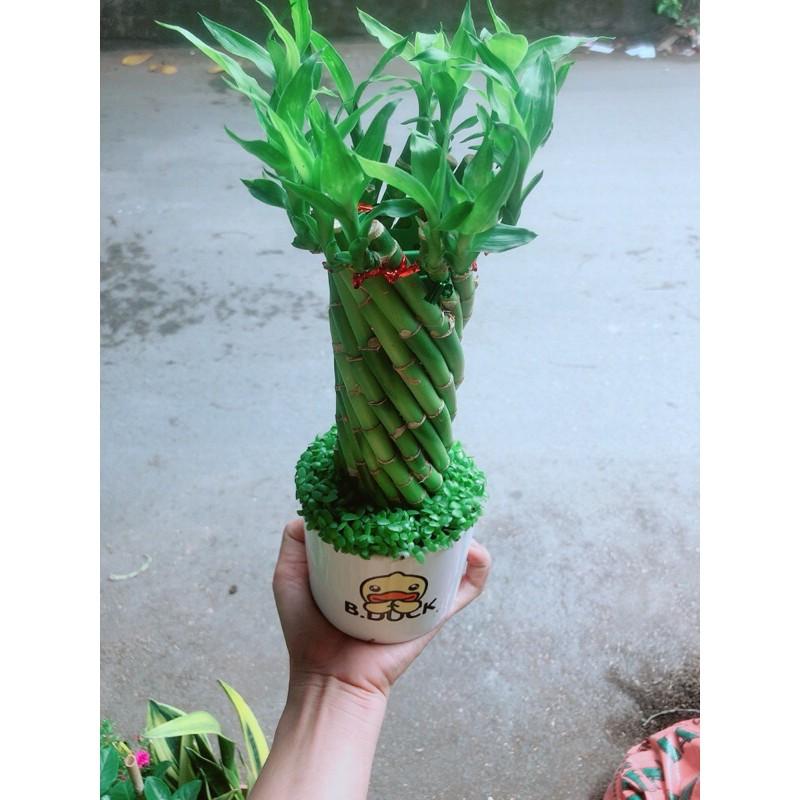 Chậu Trúc Phát Tài