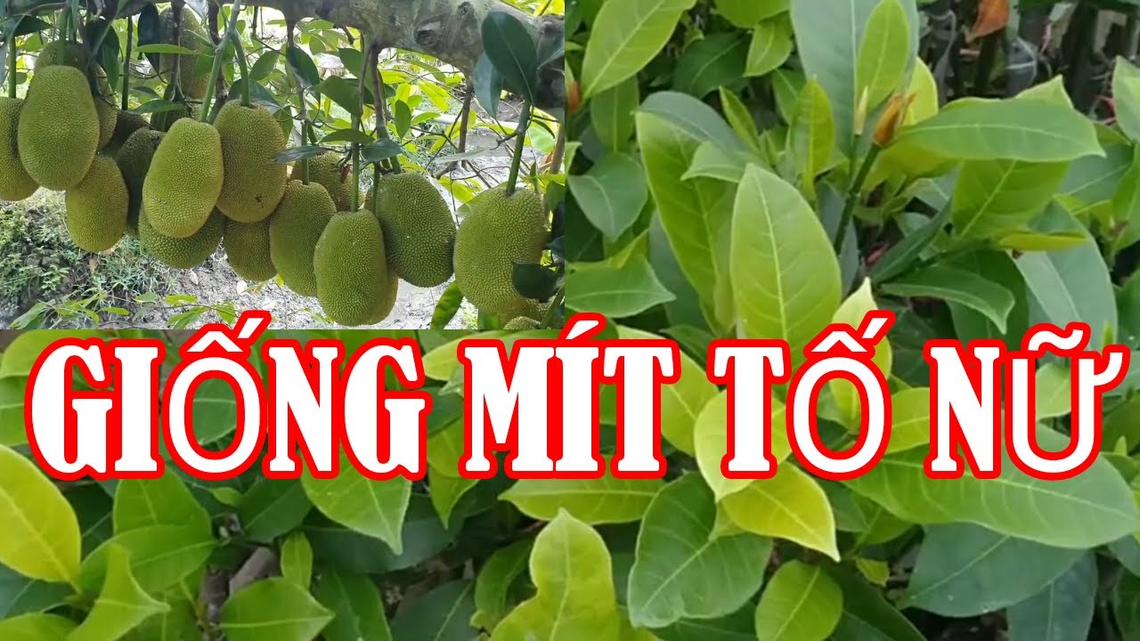 CÂY GIỐNG MÍT TỐ NỮ