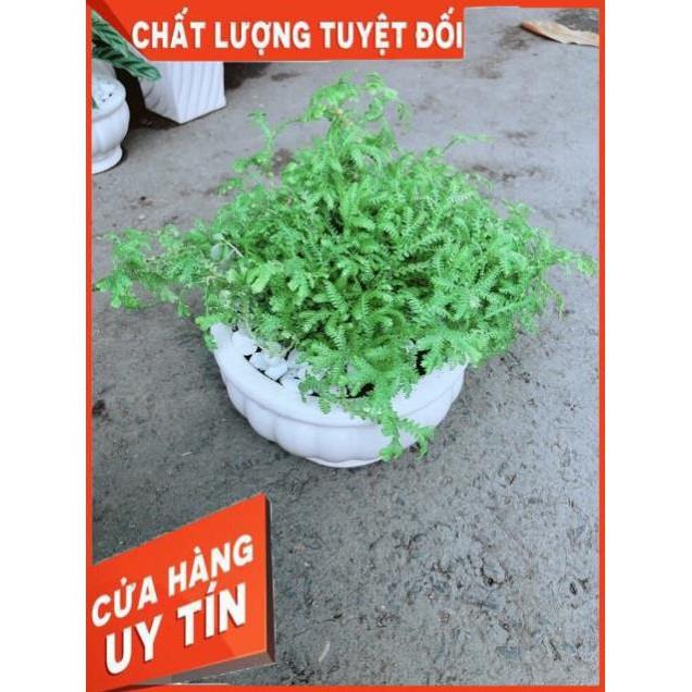 Chậu Rêu Kiểng