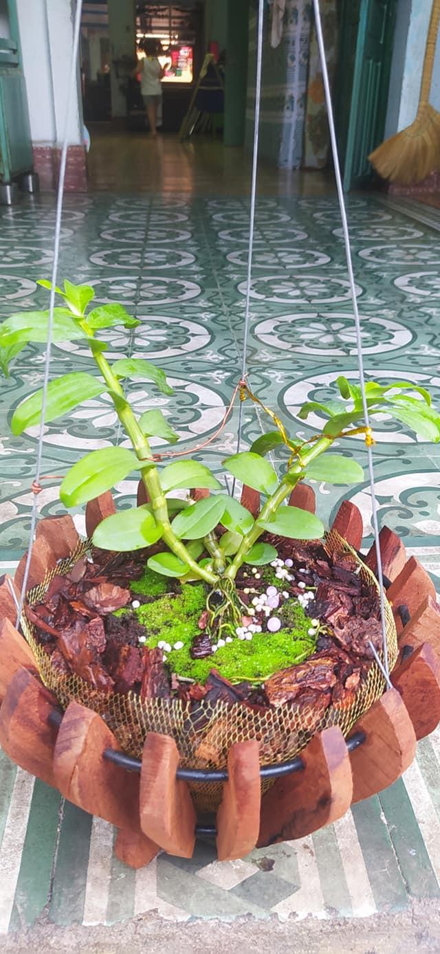 Hoa phong lan giã hạc- 5CT mắt mờ hải dương