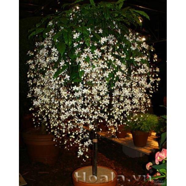 CHẬU CÂY " Dạ Ngọc Minh Châu " – hoa chơi tết mang lại tài lộc