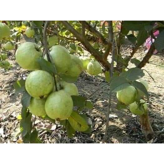 Cây giống ổi nữ hoàng cho trái siêu sớm