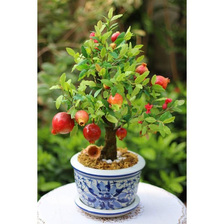 Hạt Giống Lựu Đỏ Đậm Lùn F1 - 10 hạt/gói