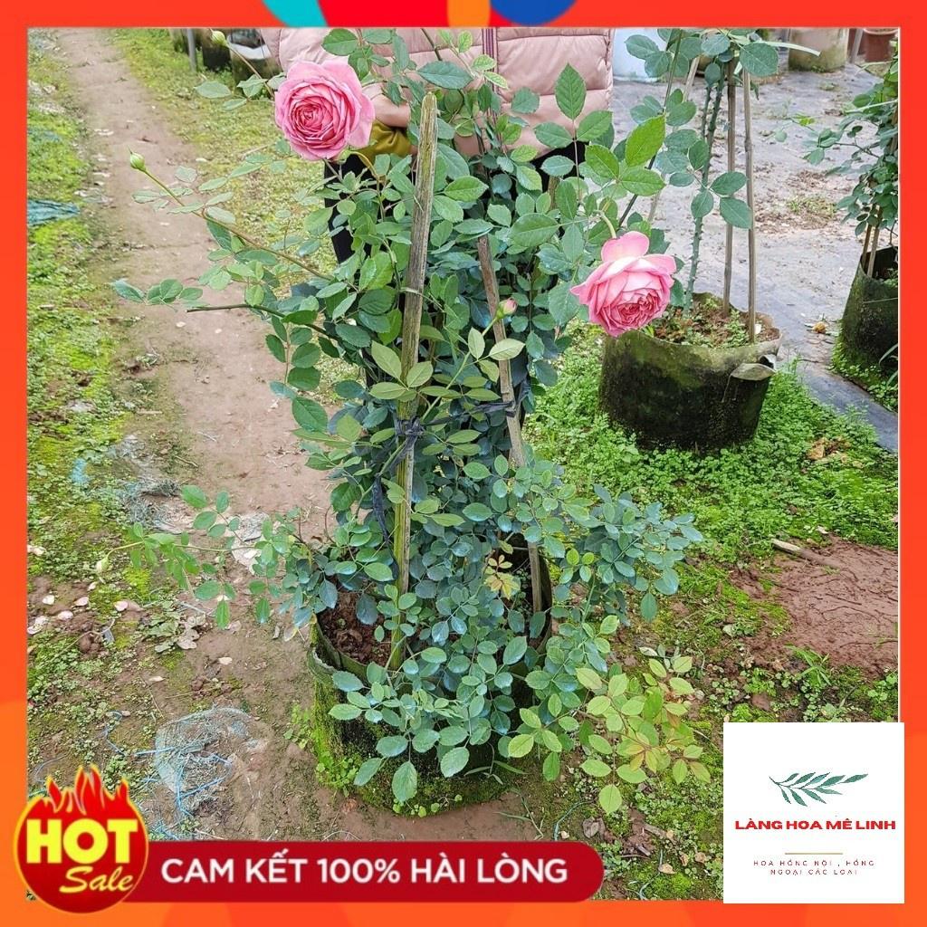 Cây Hoa hồng ngoại Jubilee Celebration rose – Bông lớn – Hương thơm đậm