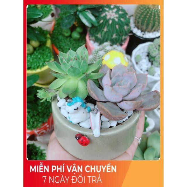 Chậu Sen Đá Tiểu Cảnh