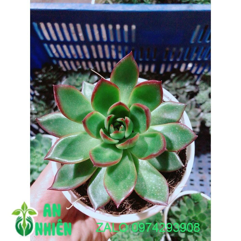 Sen Đá Viền Đỏ Kèm Chậu Sứ