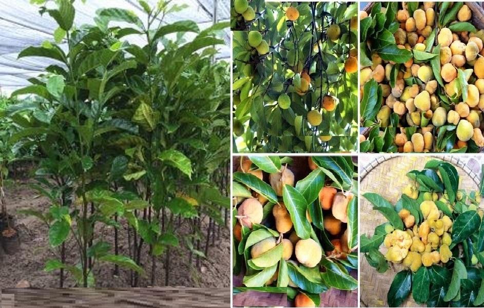 Cây chay, cây chay giống, cây đẹp, giống chuẩn